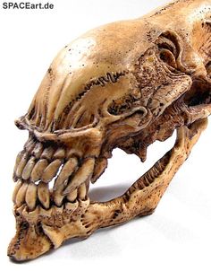 an animal's skull is shown on a white background