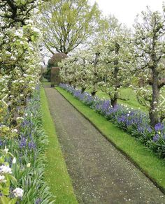 the path is lined with flowering trees and bluebells on both sides of it