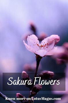 Sakura flower Art, Sakura Flower, Sakura, Flower, Life, Search