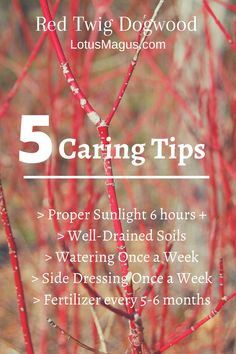 the words 5 caring tips in front of some red branches