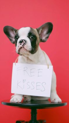 a small dog sitting on top of a table holding a sign that says free kisses