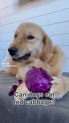 a dog laying on the ground next to a purple cabbage and text that reads can dogs eat red cabbage?