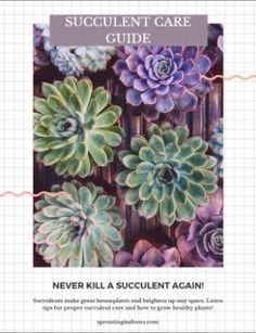 the succulent care guide is shown in front of an image of some plants