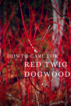 red twigs with the words how to care for red twig dogwood on it