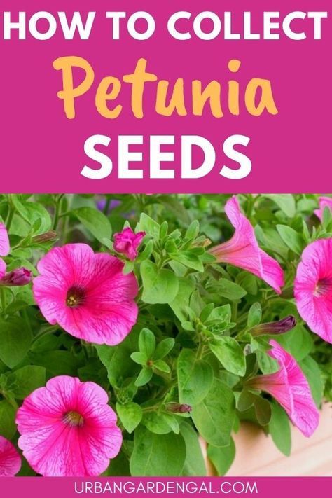 Collecting petunia seeds How To Collect Petunia Seeds, How To Harvest Petunia Seeds, Harvesting Petunia Seeds, How To Collect Seeds From Flowers, Petunia Seeds How To Grow, Planting Petunias From Seed, How To Save Seeds From Flowers, How To Save Petunia Seeds, Saving Flower Seeds