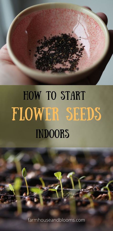 two pictures, one of tiny flower seeds in a pink bowl, and the other of tiny seedlings growing in cell trays Seeds For Gardening, When To Start Flower Seeds Indoors In Zone 7, How To Save Flower Seeds For Next Year, How To Plant Flowers From Seeds, How To Plant Seeds In Pots, Flowers From Seeds Easy, Flower Seedlings Indoors Starting, Planting Flower Seeds Indoors, Harvesting Seeds From Flowers