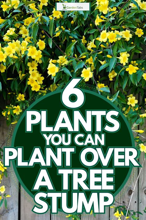 6 Plants You Can Plant Over A Tree Stump - GardenTabs.com Mendoza, Tree Stump Flowers, Decorate Tree Stump Ideas, Tree Stump Succulent Planter, Front Yard Art, Planting Flowers In Tree Stumps, How To Hide Tree Stumps, Park Like Landscaping, Ways To Decorate Tree Stumps