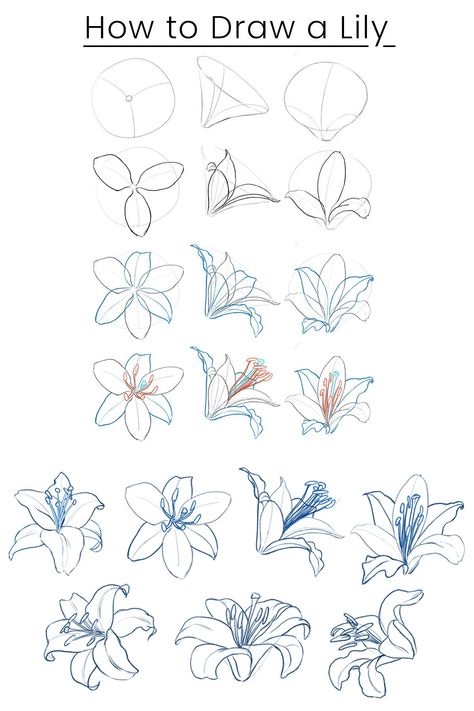 Tiger Lily Drawing Simple, Drawing On Lined Paper, Trin For Trin Tegning, Sketch Flowers, Lilies Drawing, Botanical Line Drawing, Flower Drawing Tutorials, Flower Art Drawing, Flower Sketches