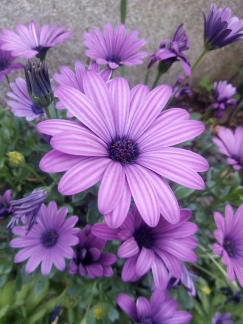 cuidados y siembra de margaritas Exotic Flowers, Daisies Colorful, Full Sun Container Plants, Purple Daisy, Flower Meanings, Sunflower Wallpaper, Garden Help, Beautiful Flowers Wallpapers, Purple Wallpaper