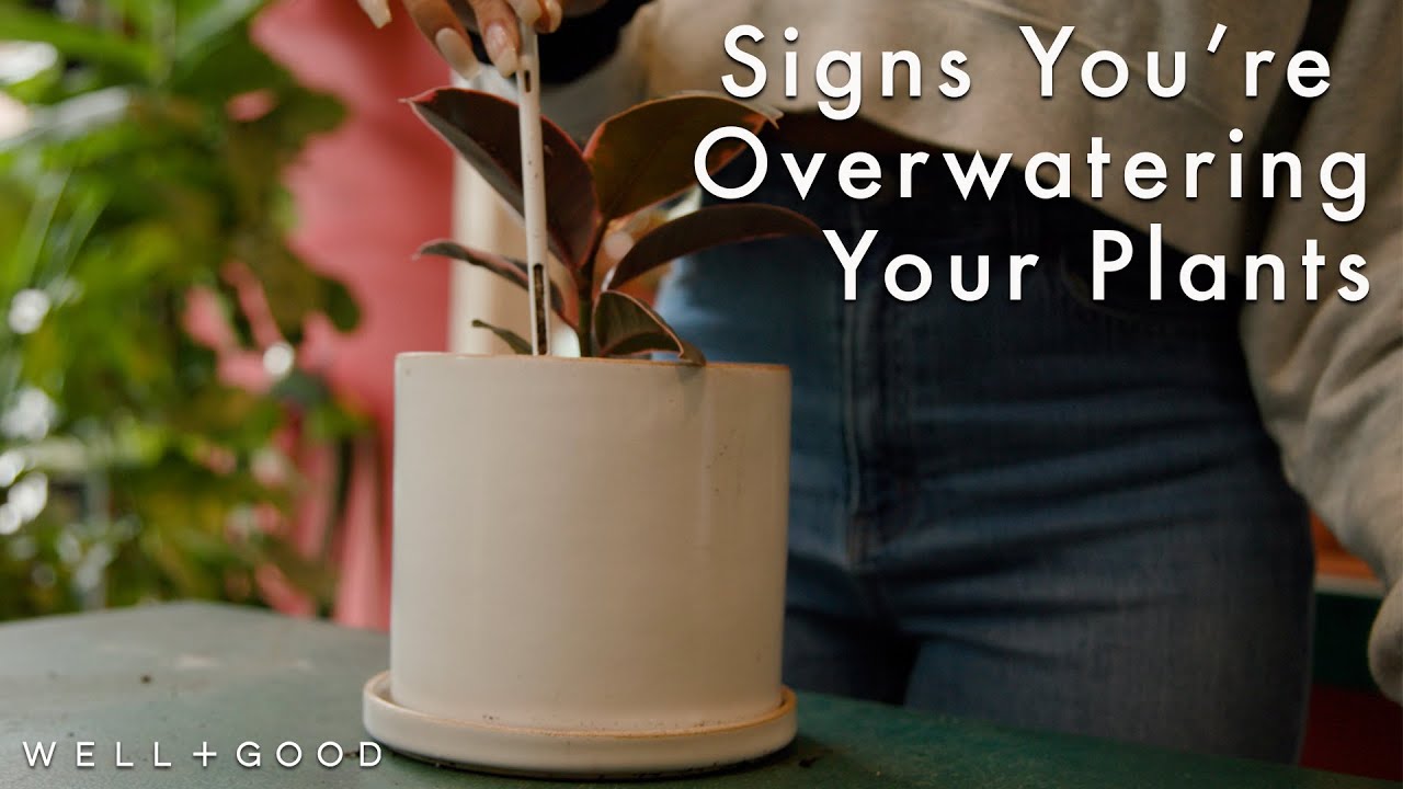 9 Signs You'Re Overwatering Your Plants And How to Fix It  