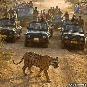 Tiger crossing the path of tourists' vehicles