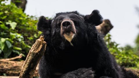 Asiatic black bear surrounded by wood and leaves