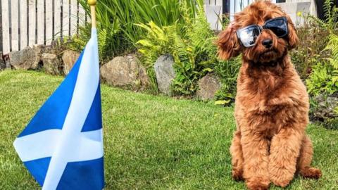 A small dog in sun glasses  by a saltire