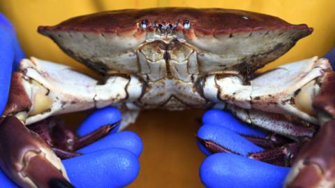A close up of a live brown crab being held by fisherman wearing blue gloves