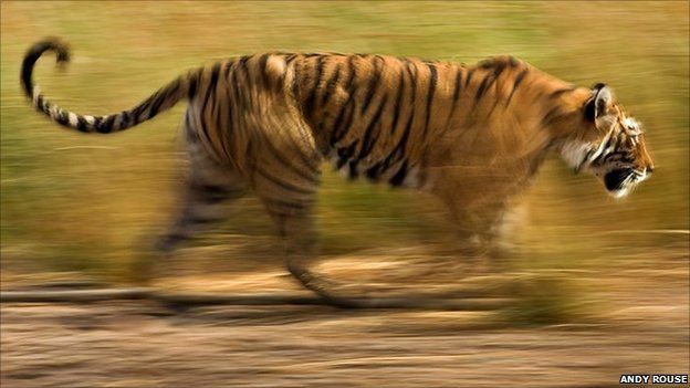 A tiger charging its prey