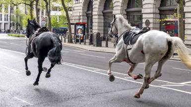 Horses bolting in central London