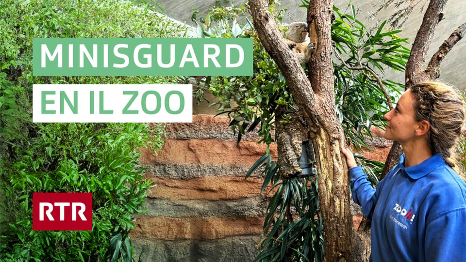 Minisguard sin visita en il zoo