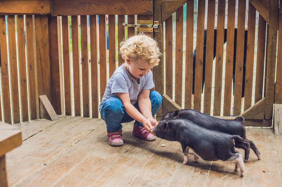 Aktivitäten mit Kleinkindern: Junge streichelt Schweine
