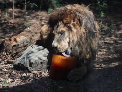 Un león lame una 'paleta helada' en el Zoológico de Chapultepec, el 30 de mayo.