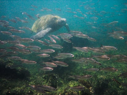 Una tortuga marina viaja entre una escuela de peces en las islas Galápagos (Ecuador).