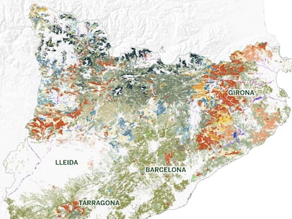 El 65% de Cataluña son bosques: cómo son, dónde encontrarlos y cuáles son sus principales tipos de árboles