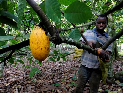 Un trabajador recolectaba una vaina de cacao en Bobia (Gagnoa, Costa de Marfil), en diciembre de 2019.