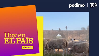 ‘Podcast’ | Si las ovejas viajan en camiones, ¿hay futuro para la trashumancia?
