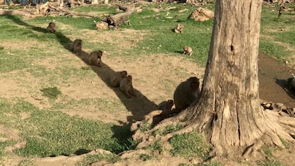 Donde cabía uno, ahora caben siete. Antes del huracán, una imagen así, con varios macacos compartiendo la sombra de un tronco, no era nada habitual.