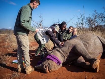 Descornado de un rinoceronte negro en una reserva privada de caza ubicada cerca del Parque Nacional Kruger en Phalabora (Sudáfrica) en 2020.