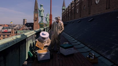 Bybi es una fábrica urbana de miel dedicada a la protección de las abejas. En la imagen, su fundador, Oliver Maxwell, en los tejados del Ayuntamiento de Copenhague. Casas privadas, edificios de empresas y hoteles también tienen instalados sus panales.