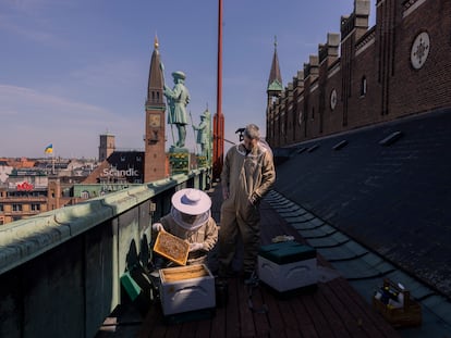 Bybi es una fábrica urbana de miel dedicada a la protección de las abejas. En la imagen, su fundador, Oliver Maxwell, en los tejados del Ayuntamiento de Copenhague. Casas privadas, edificios de empresas y hoteles también tienen instalados sus panales.