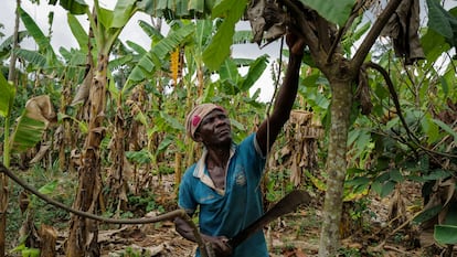 Causas y efectos del descenso de la producción de cacao en Ghana