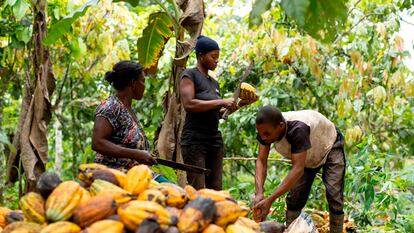 Agricultores ghaneses durante la recolección de cacao, en octubre de 2023.