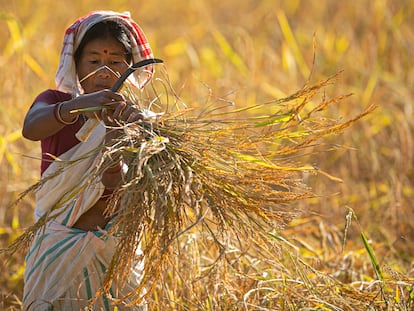 Una granjera india trabaja en un arrozal en las afueras de Gauhati, en el noreste del estado de Assam, en India.