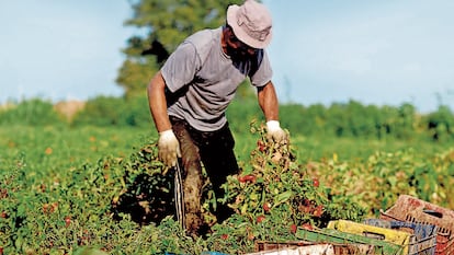 Un agricultor trabaja en un campo de cultivo de tomates de la empresa Conesa en Badajoz.