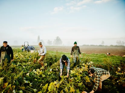 Trabajadores en un cultivo de calabacín ecológico, en una mañana con niebla.