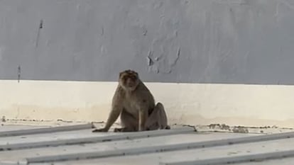 El macaco fugado, en el tejado de un instituto de La Línea. Foto facilitada por el Ayuntameinto de la localidad.