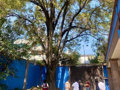 El árbol Eugenio, en la colonia Del Valle en Ciudad de México, el 13 de junio.