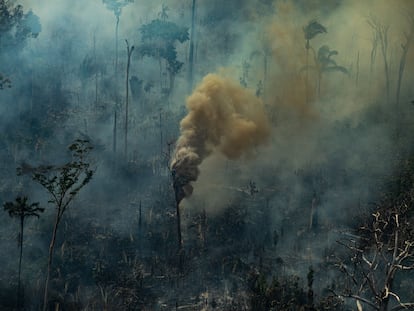 Un árbol humeante durante un incendio forestal, en Porto Velho, Estado de Rondonia (Brasil).