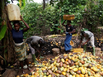 Productores cacao en granja de Sinfra Costa de Marfil