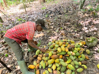 Opanin Asare contaba los frutos de cacao recolectados en su explotación en Adawso, en la región oriental de Ghana, a finales de abril.