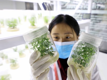 Una investigadora observa una muestra de la planta 'Artemisia annua' en un banco de germoplasma de China.
