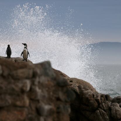 Una pareja de pingüinos en Islote Pájaros Niños, en Valparaíso, el 6 de junio, 2024.