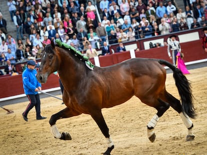 El caballo Nazarí, propiedad de Diego Ventura, la tarde de su retirada de los ruedos, el 20 de mayo de 2023 en Las Ventas