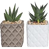 Costa Farms Succulents Fully Rooted; Great Room Decor Live Indoor Plant 4-Inches Tall, in Stone Planter, 2-Pack