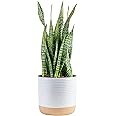 Costa Farms Premium Live Indoor Snake Sansevieria Floor Plant Shipped in Décor Planter, 2-Feet Tall, Grower's Choice, Green, 