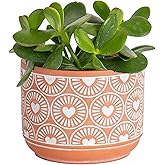 Costa Farms Succulent Plant, Live Jade Plant, Potted in Cute Decor Plant Pot with Potting Soil Mix, Room and Plants Home Deco