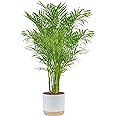Costa Farms Cat Palm, Live Indoor Houseplant in Garden Plant Pot, Floor House Plant Potted in Potting Soil, Housewarming Gift