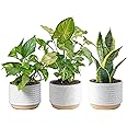 Costa Farms Live Plants (3 Pack), Easy to Grow Real Indoor Houseplants, Exotic Angel Clean Air Indoor Plant Collection, Growe