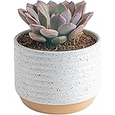 Costa Farms Succulent, Live Indoor Plant Grower's Choice, Easy to Grow Houseplant in Indoor Succulent Planter, Birthday, Gard